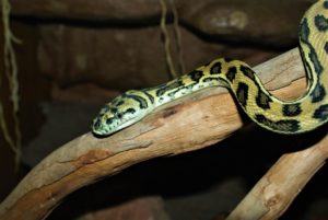Buderim: One of Snake Hotspots in Sunshine Coast