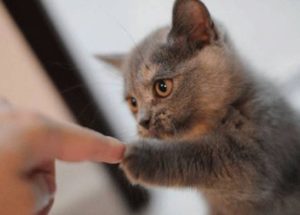 cat & owner high 5