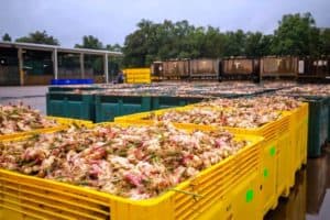 Buderim's ginger is Buderim's gold