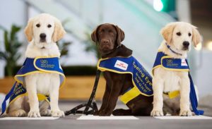 Seeing Eye Dogs Australia